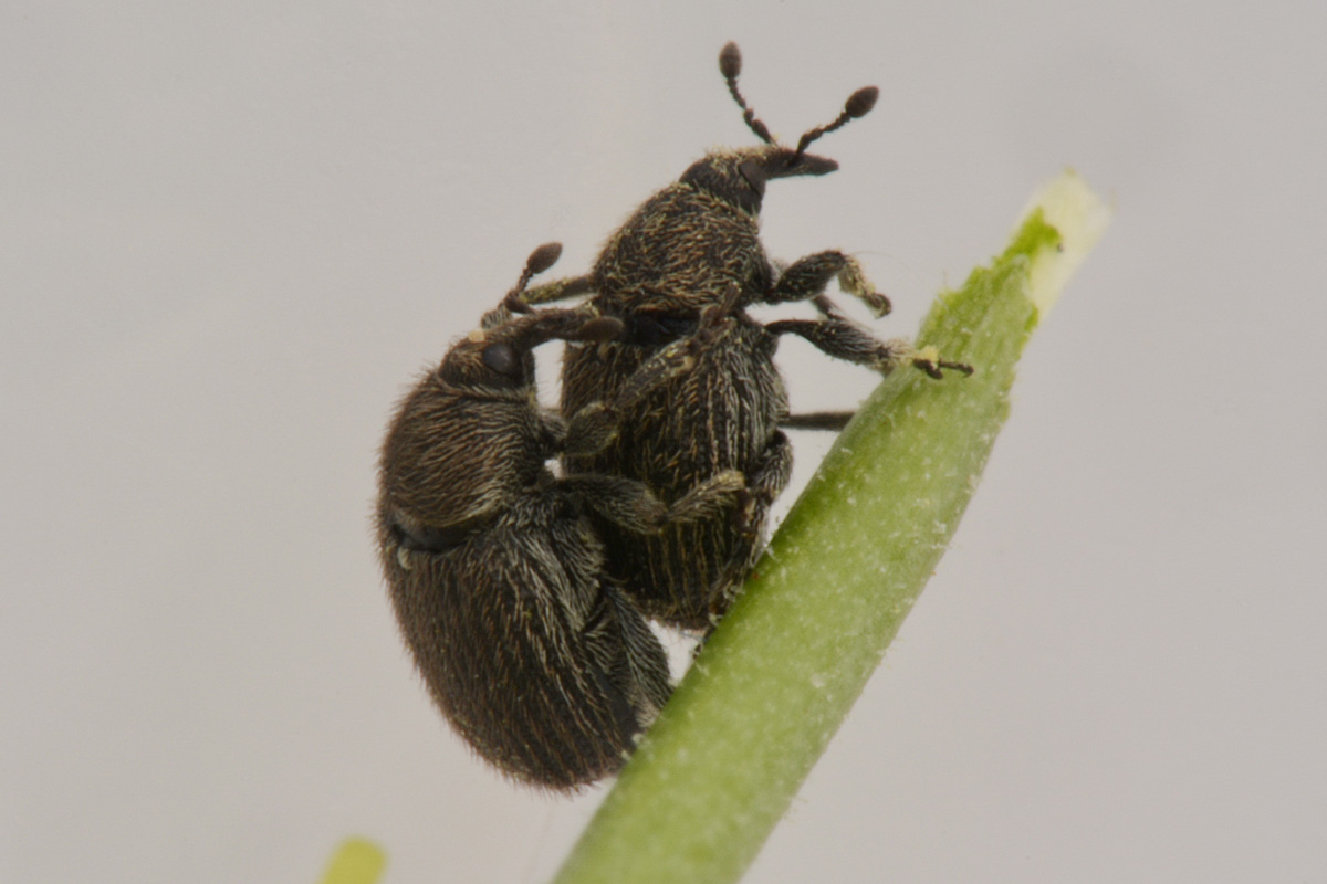 Curculionidae:  Rhinusa sp?  S, Rhinusa neta neta